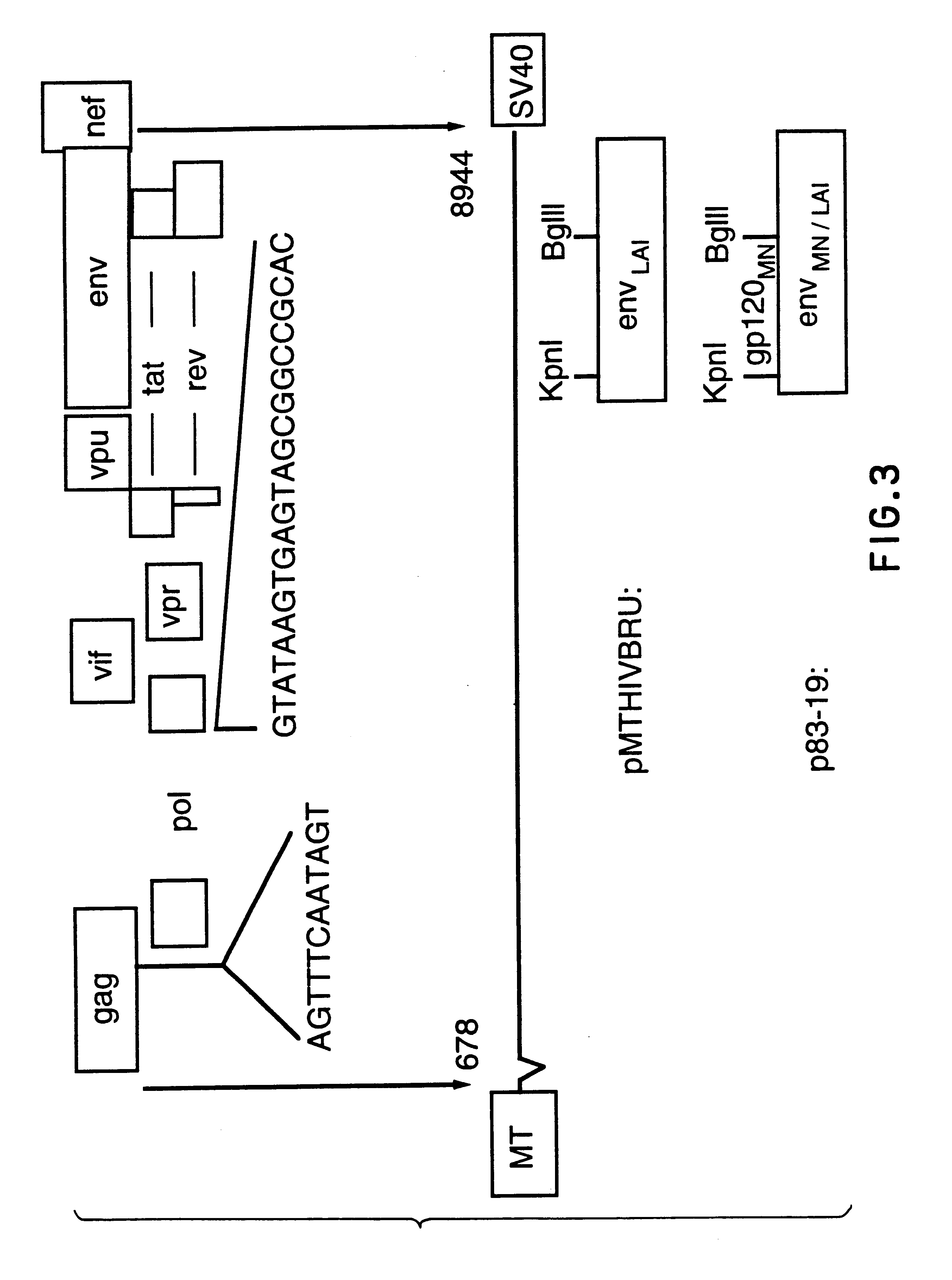 Antigenically-marked non-infectious retrovirus-like particles