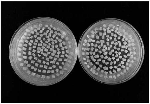 Watermelon efficient genetic transformation method and transgenic plant identification method