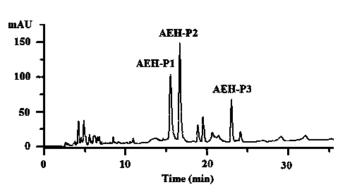 Sepia esculenta protein antioxidant peptide, and preparation method and use thereof