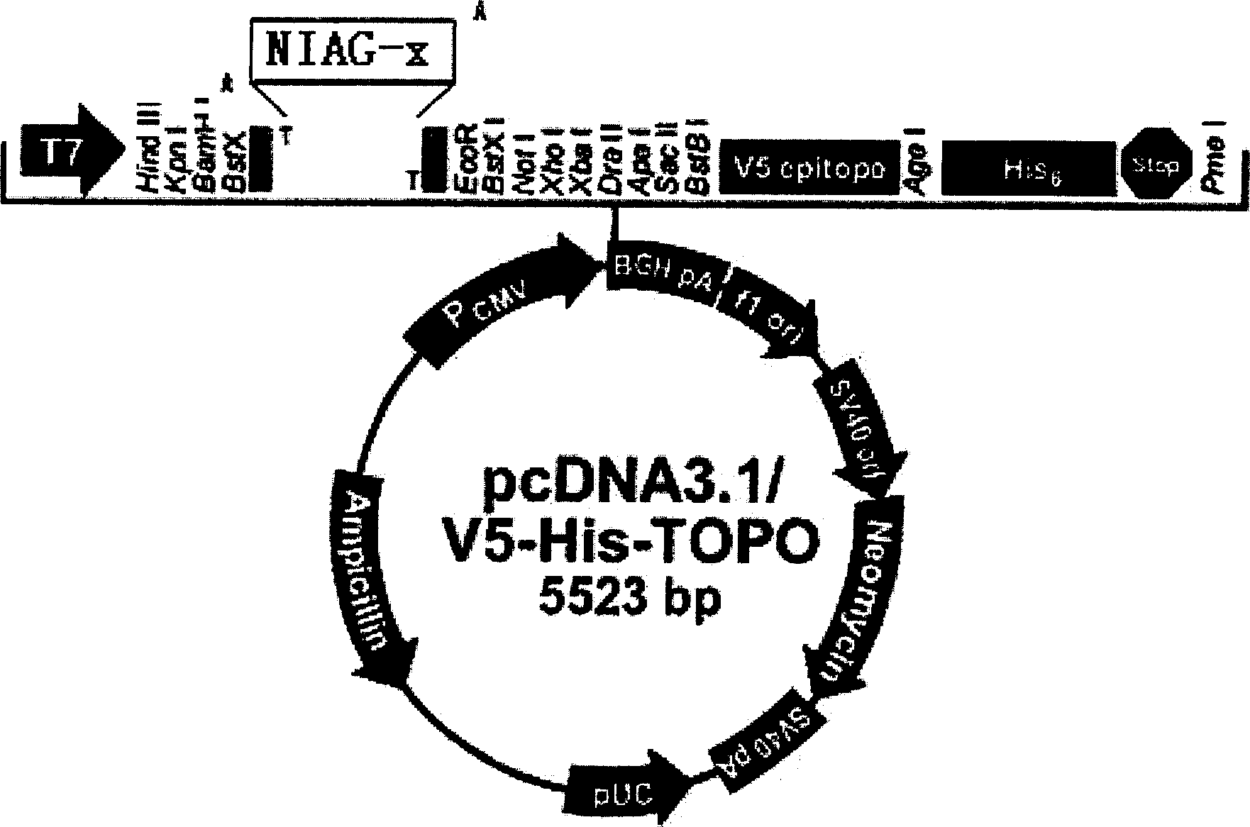 Polynucleotide for inducing apoptosis and its coded polypeptide and use