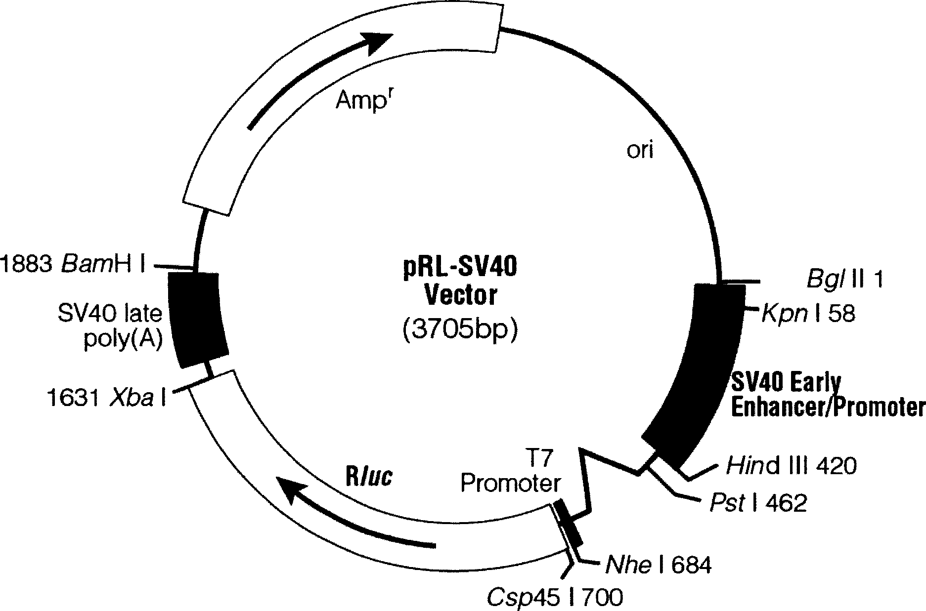 Polynucleotide for inducing apoptosis and its coded polypeptide and use