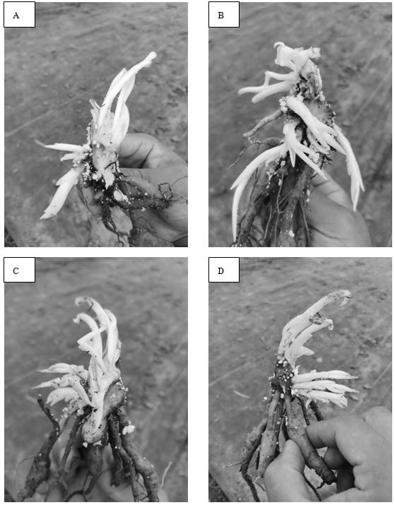 Hemerocallis fulva seedling storage and breeding method