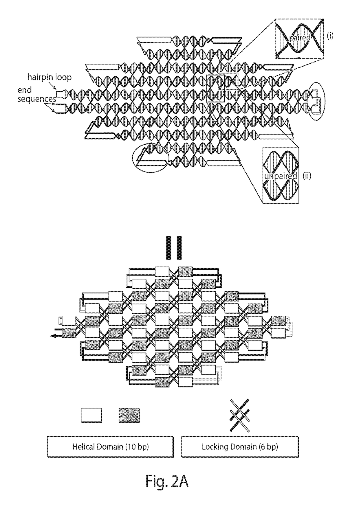 Single-stranded DNA nanostructures