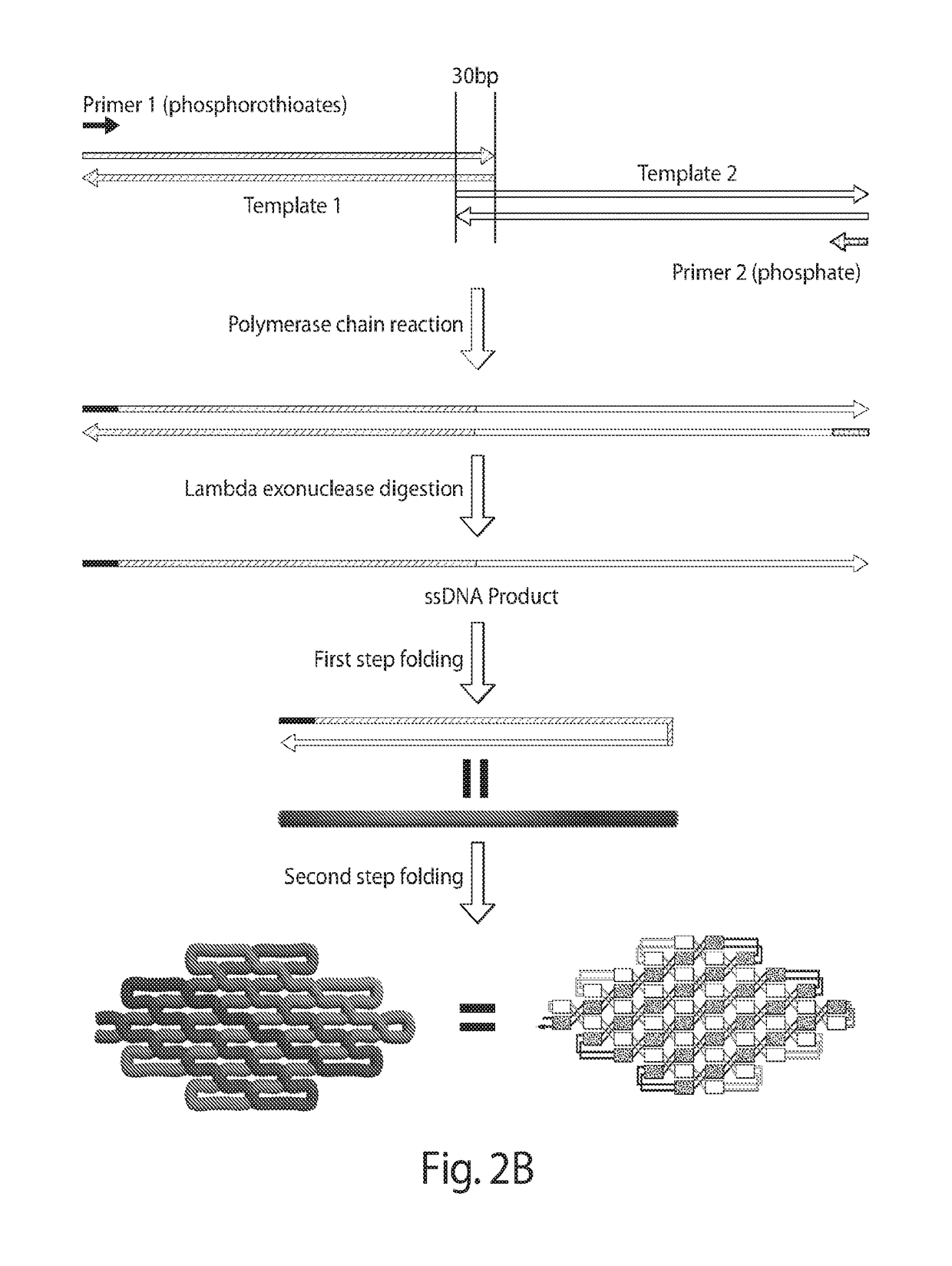 Single-stranded DNA nanostructures