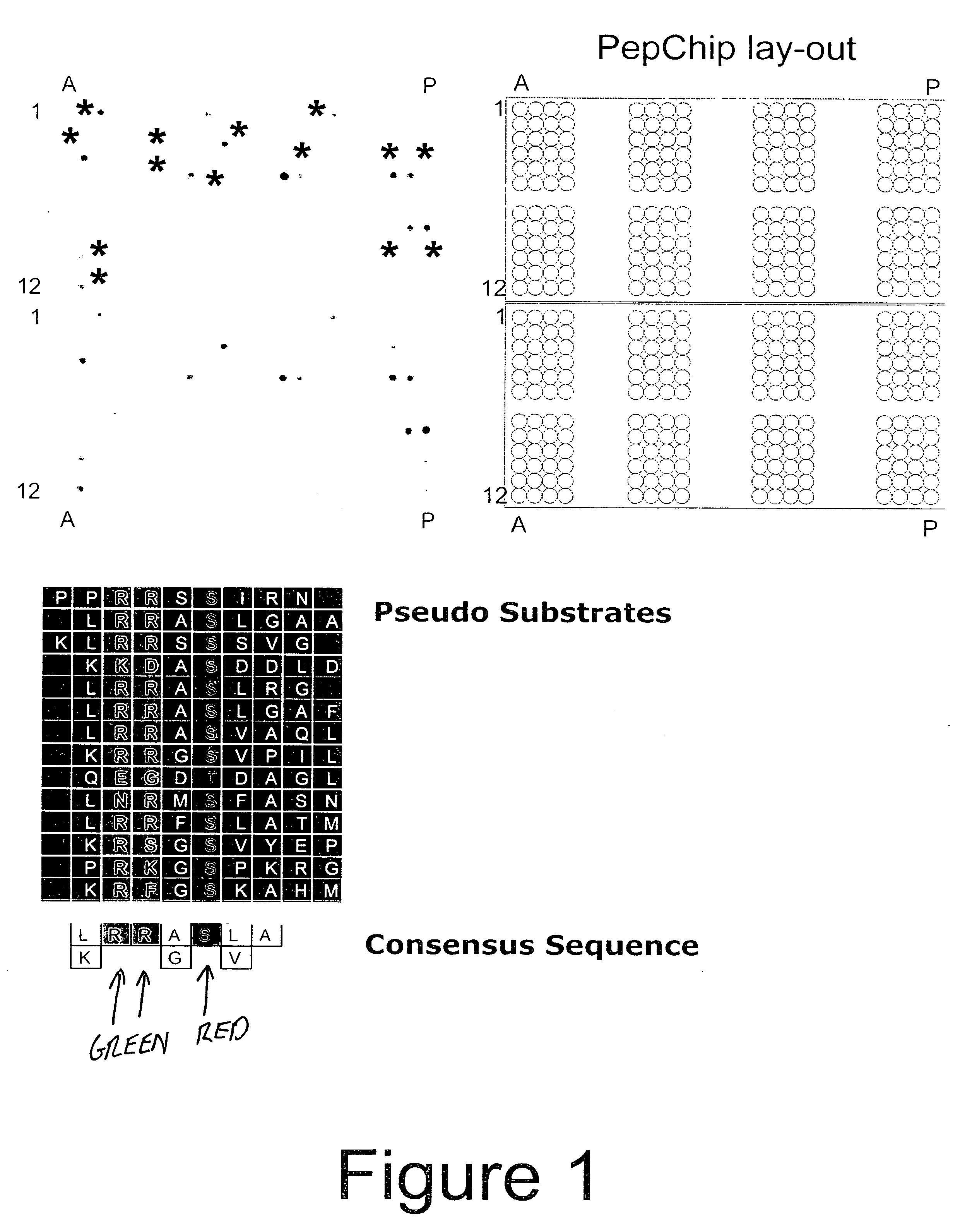 Guanylhydrazones in methods of treatment or diagnosis as modulators of signal transduction