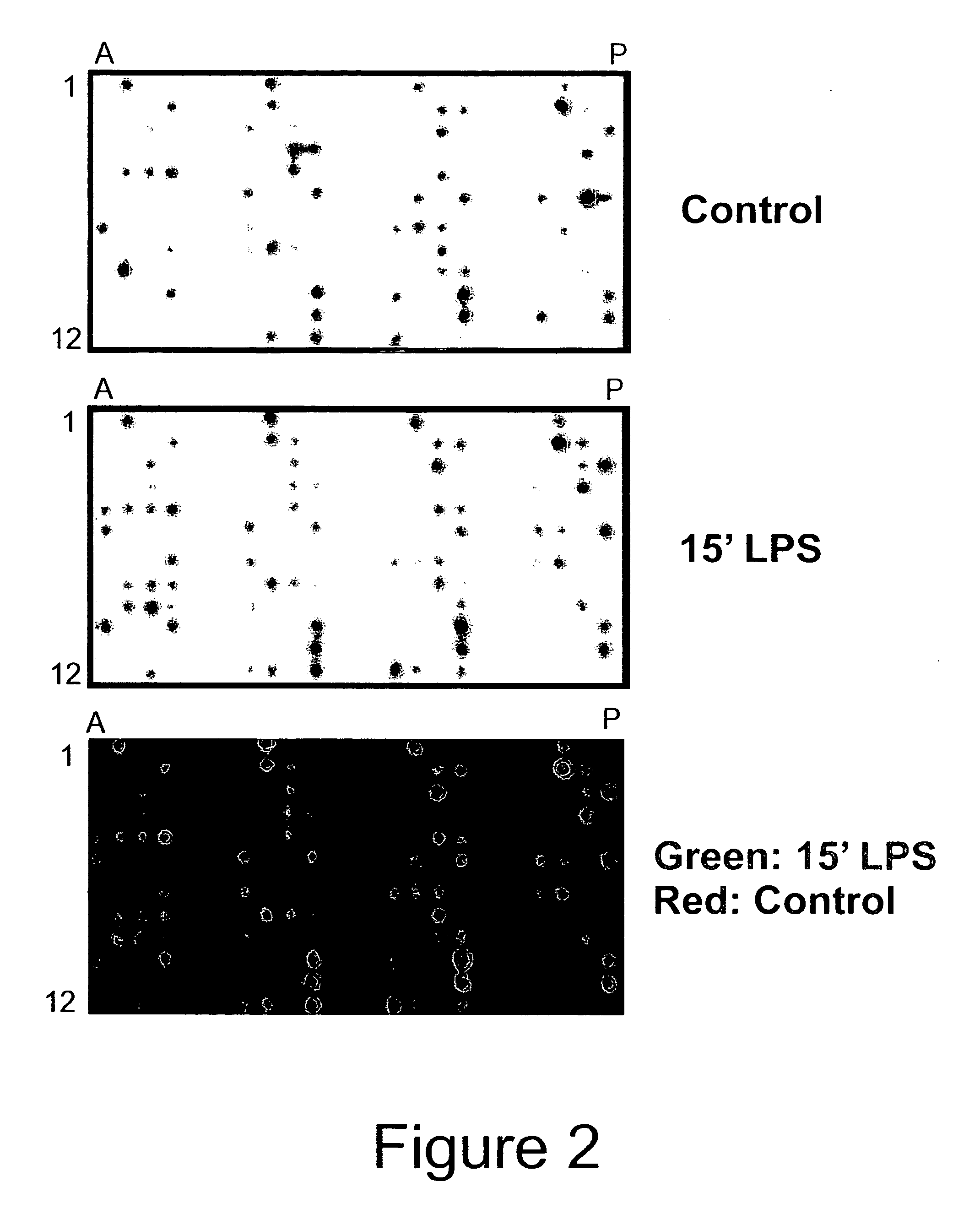 Guanylhydrazones in methods of treatment or diagnosis as modulators of signal transduction