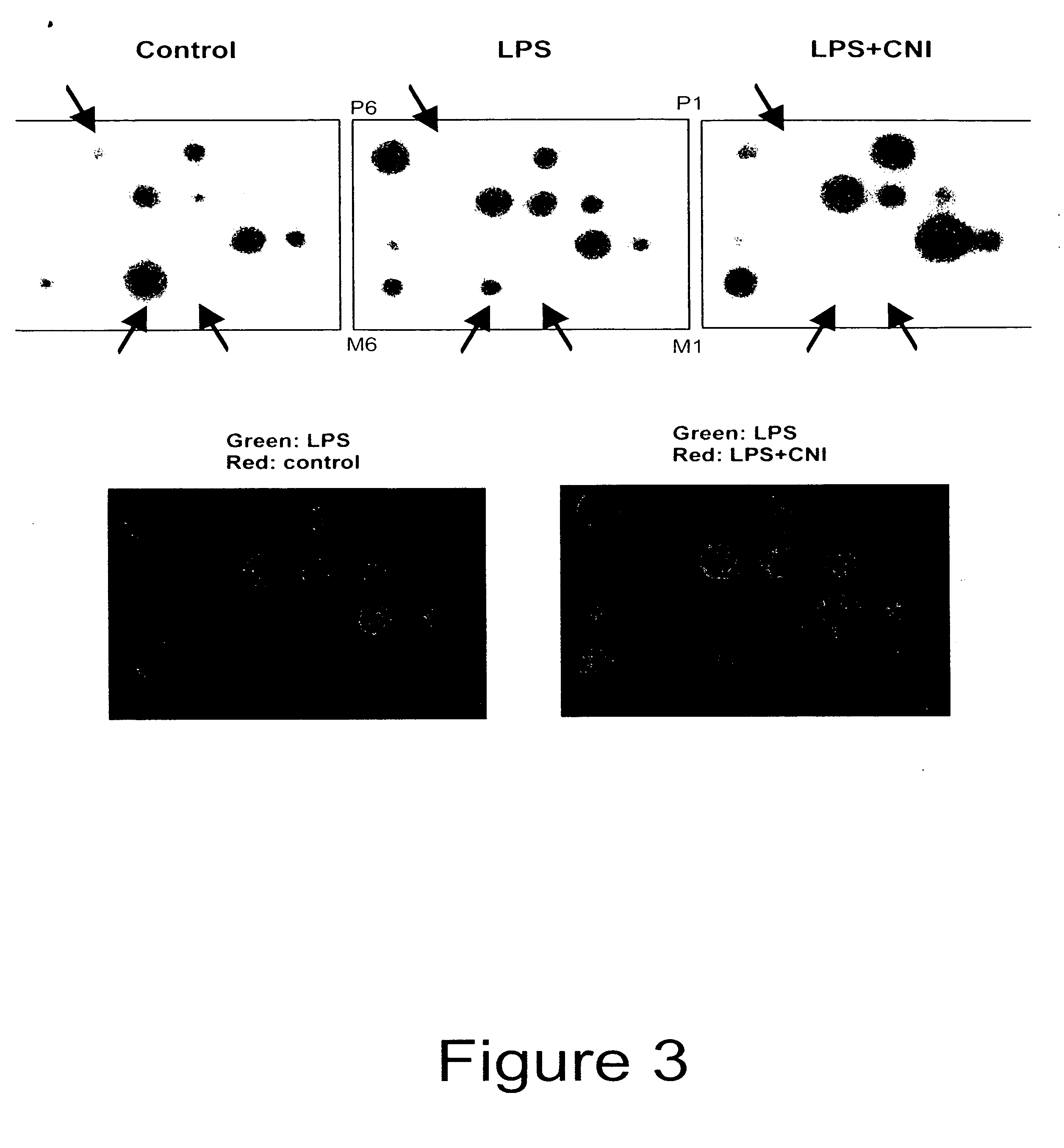 Guanylhydrazones in methods of treatment or diagnosis as modulators of signal transduction