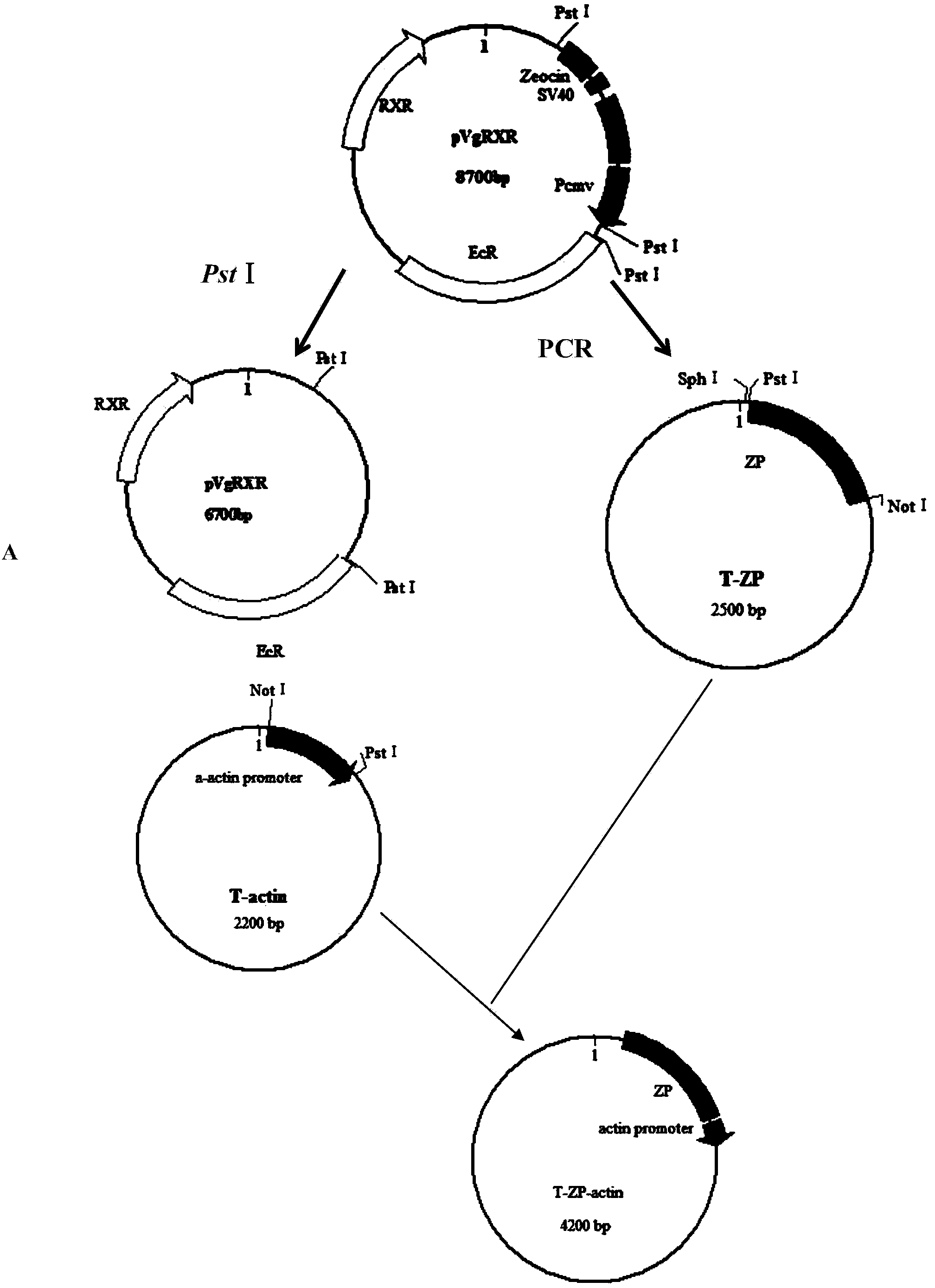 Pig muscular tissue specificity induced expression system