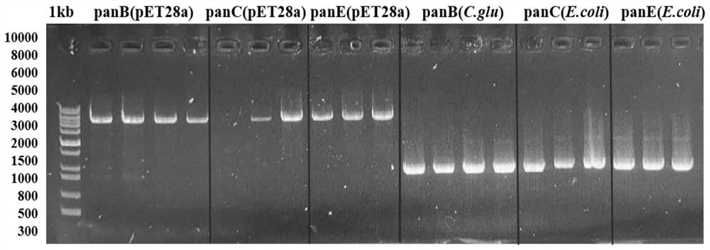 Ketolytic acid hydroxymethyltransferase mutant, coding gene and application of mutant