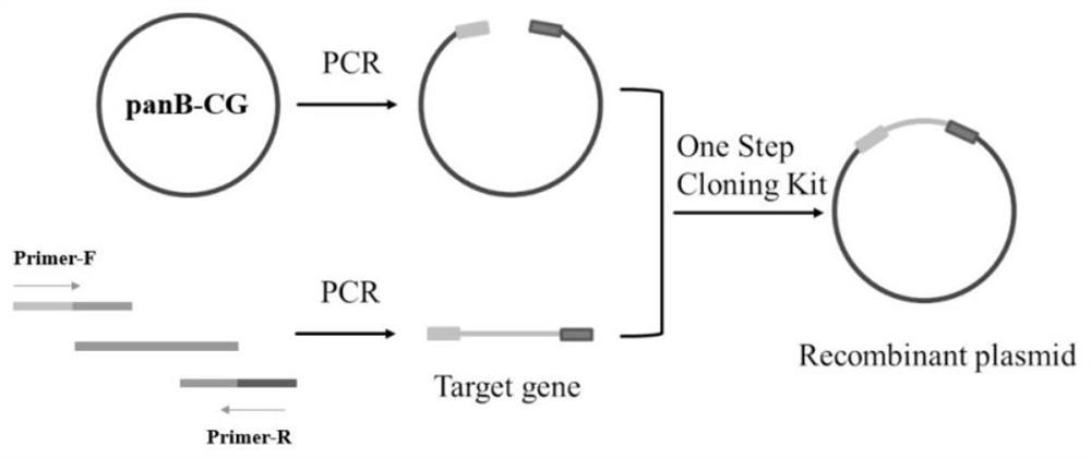 Ketolytic acid hydroxymethyltransferase mutant, coding gene and application of mutant