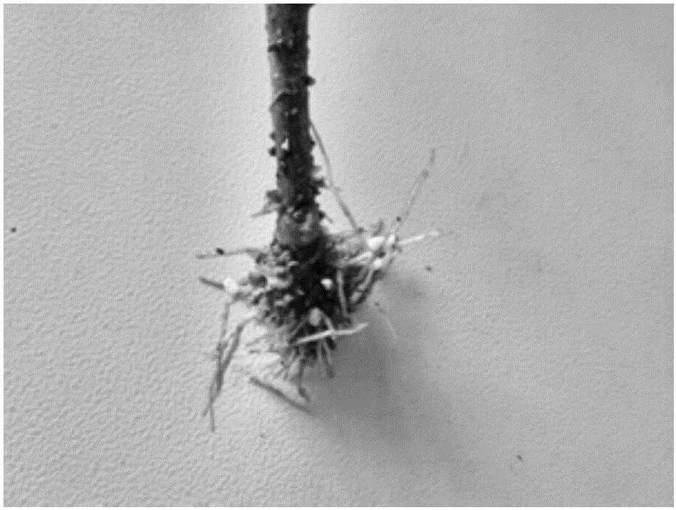 Method for promoting rapid and high-quality rooting of schefflera octophylla