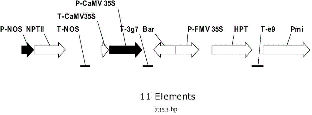 Positive plasmid molecule pBI121-Screening and application thereof