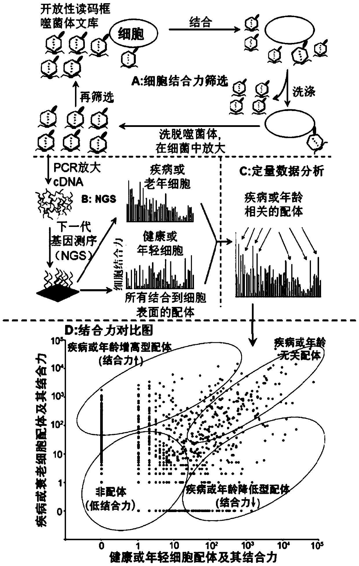 Application of Scg3 as a drug target in preparing drugs for treating vascular hyperplastic or exudative diseases