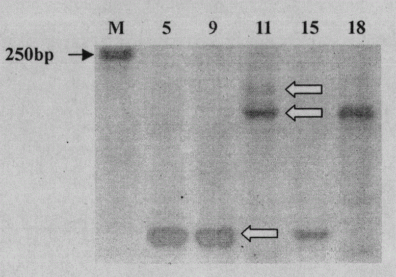 A method for identification of loquat varieties based on est-ssr markers