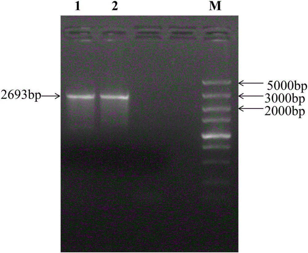 Genetically engineered bacterium used for producing 3-hydroxypropionic acid (3-HP) by fermentation, constructing method and application of genetically engineered bacterium