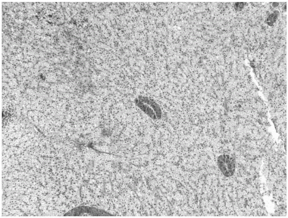 Feed additive capable of restoring drug-induced liver injury of grass carp and preparation method of feed additive