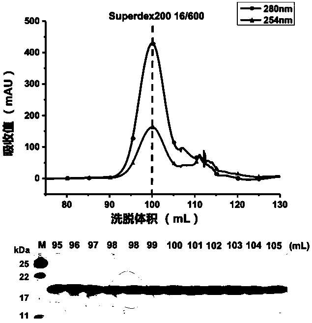 Expression purification, crystal structure and application of mycobacterium tuberculosis ribosomal protein S7