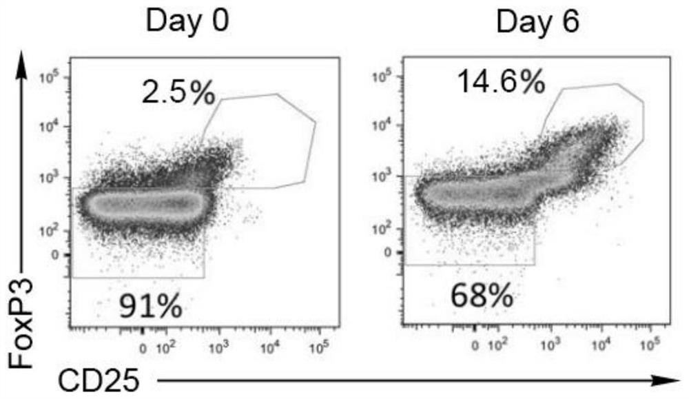 Umbilical cord blood Treg cell in-vitro amplification method based on trophoblastic cells and application