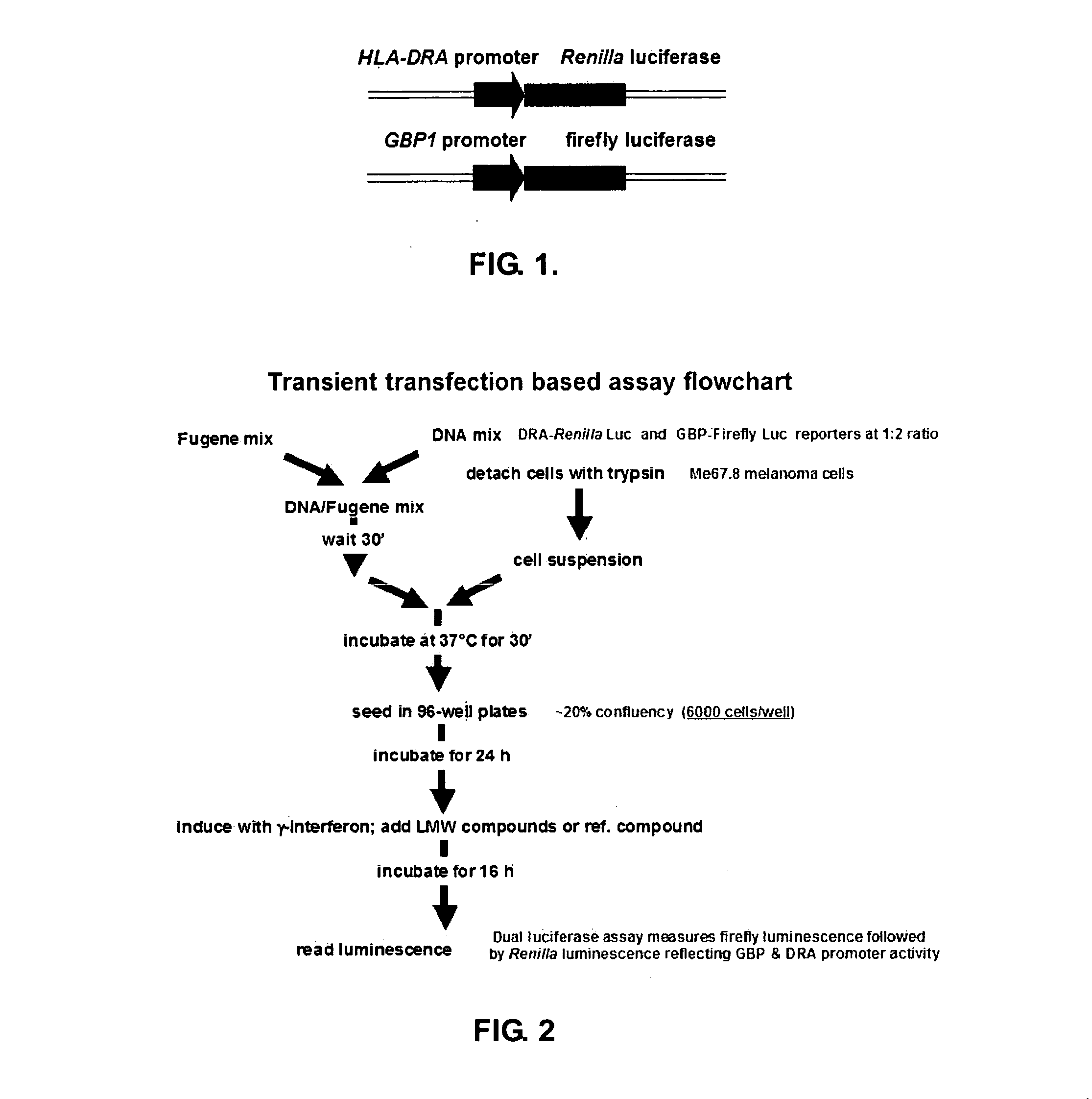 Assays for the identification of modulators of MHC class II expression