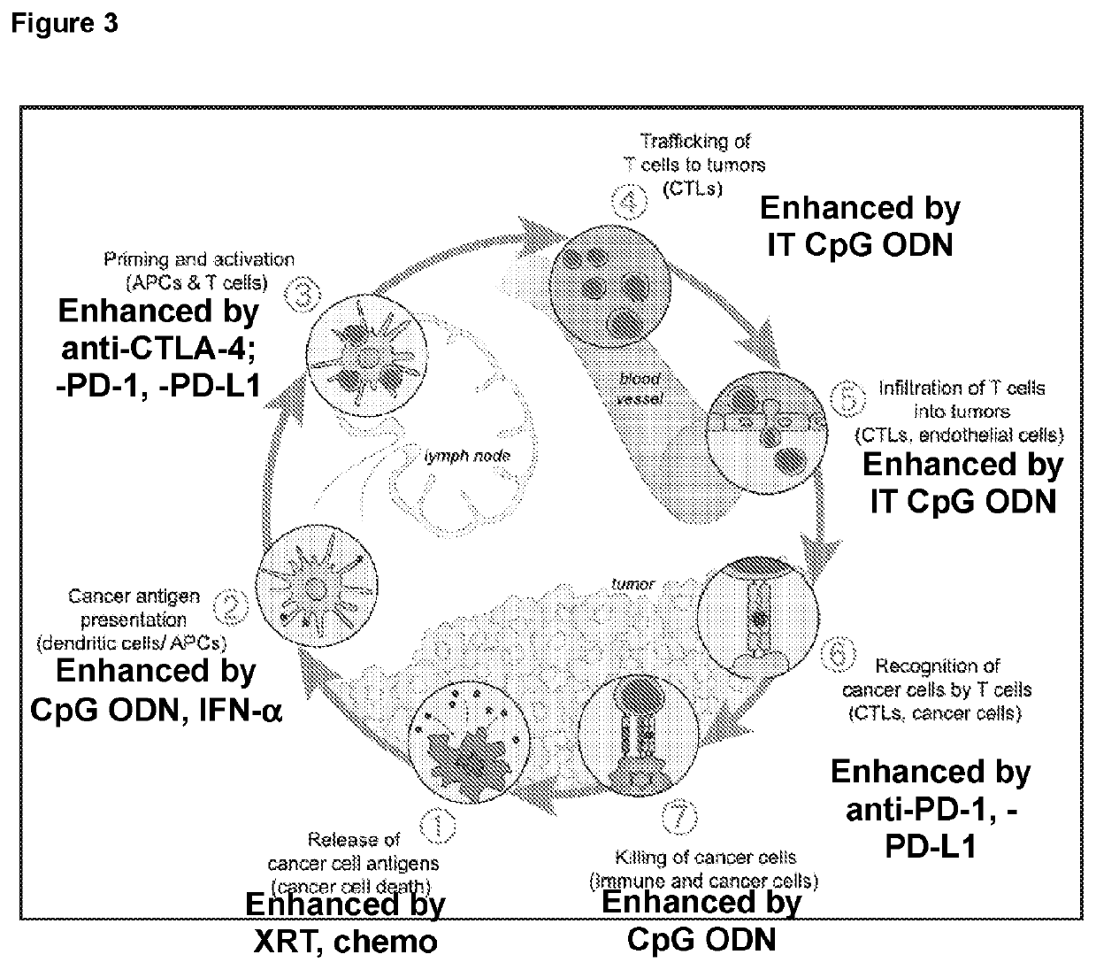 Combination tumor immunotherapy