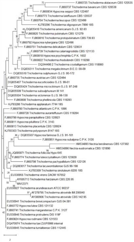 A strain of Trichoderma and its application in agricultural field