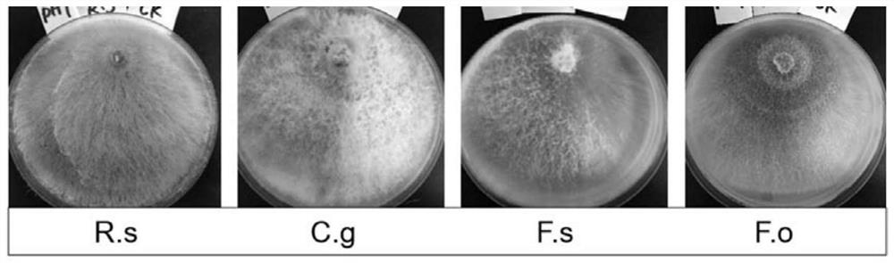 A strain of Trichoderma and its application in agricultural field