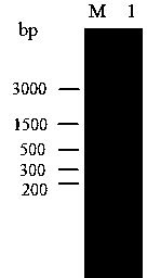 Recombined microorganism glutamine transaminase gene and preparation method thereof