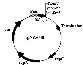 Recombined microorganism glutamine transaminase gene and preparation method thereof