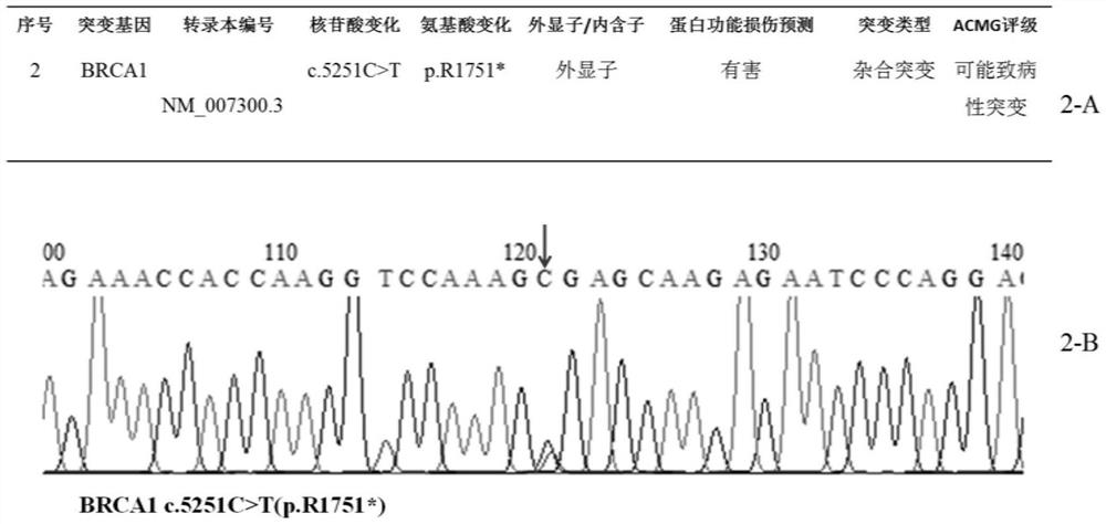 Mutant gene group, library and kit for evaluating risk of female malignant tumor