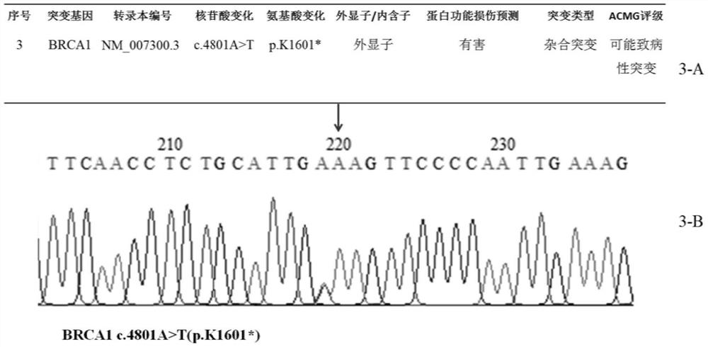 Mutant gene group, library and kit for evaluating risk of female malignant tumor