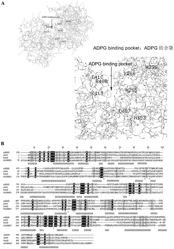 Mutant OsGBSS1 enzyme and preparation method and application thereof