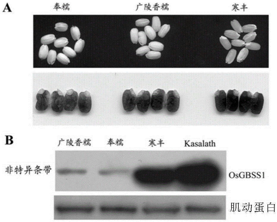 Mutant OsGBSS1 enzyme and preparation method and application thereof