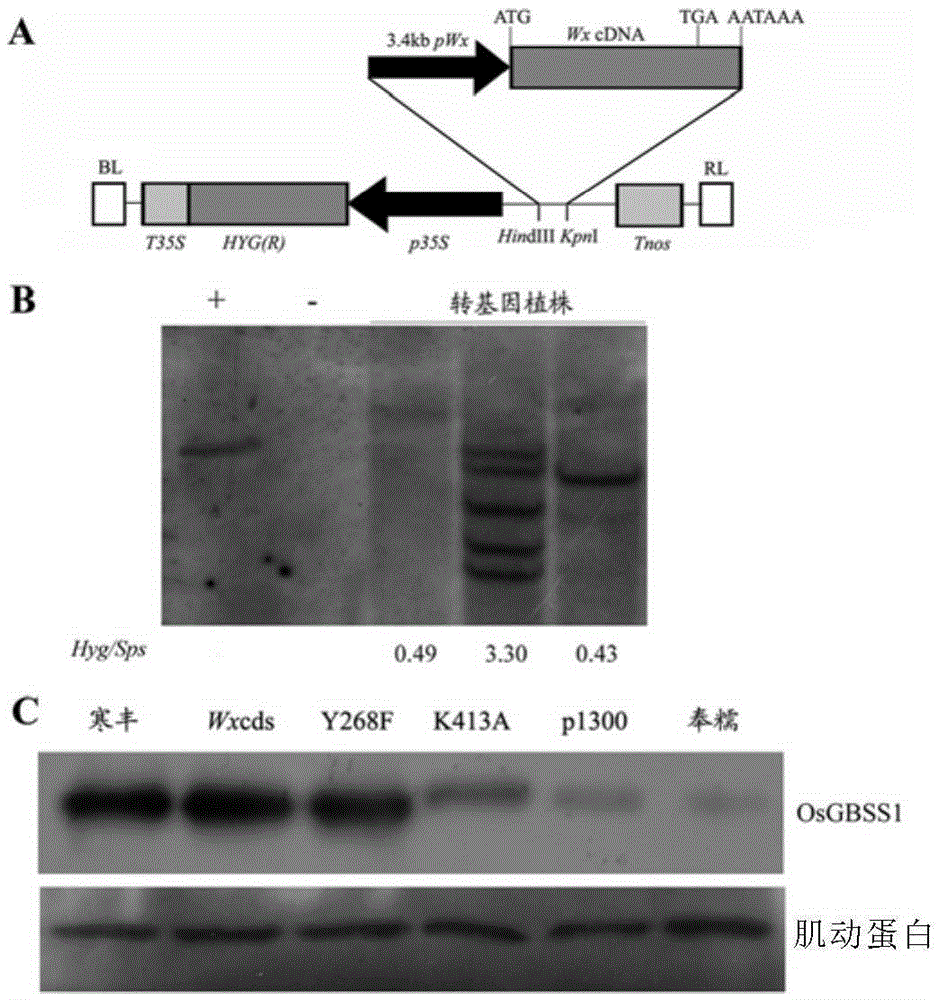 Mutant OsGBSS1 enzyme and preparation method and application thereof