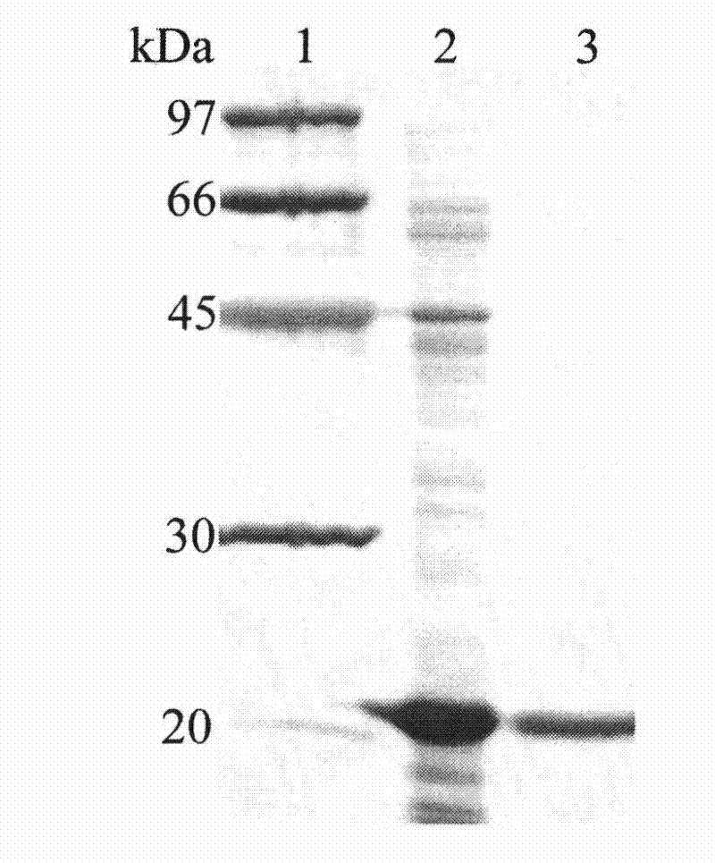 High-specific-activity xylanase XYN11F63 and genes and application thereof