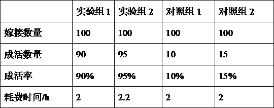 Single-bud cutting and grafting method of young seedlings of Magnolia safflower