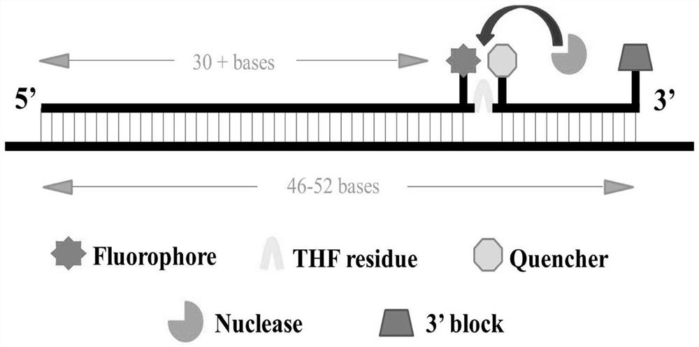 Primer probe set and detection method for detecting severe fever with thrombocytopeniasyndrome virus by real-time fluorescence RNA RT-RPA (reverse transcription-recombinase polymerase amplification)