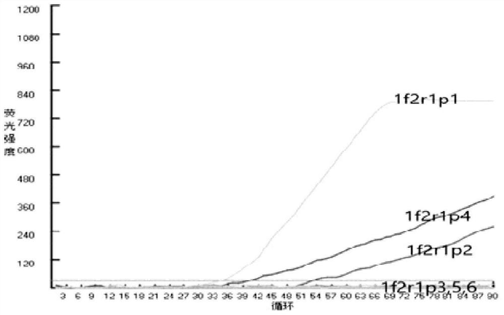 Primer probe set and detection method for detecting severe fever with thrombocytopeniasyndrome virus by real-time fluorescence RNA RT-RPA (reverse transcription-recombinase polymerase amplification)