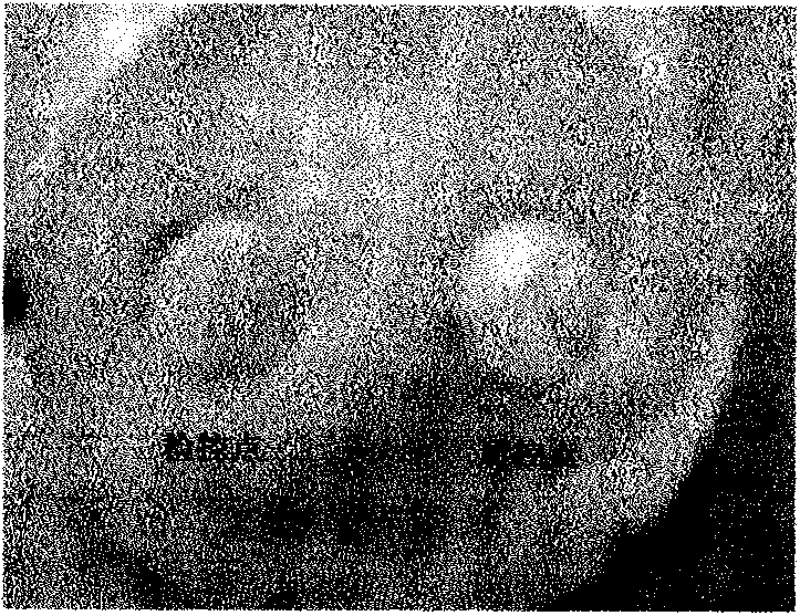 Carcinoembryonic antigen (CEA) rapid simple detection kit and making and application methods thereof