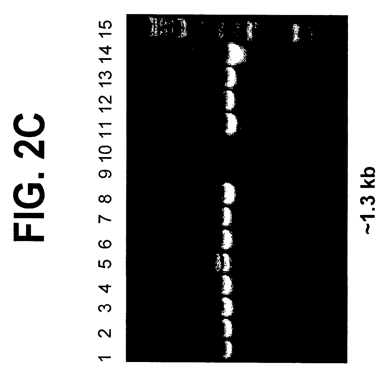 Methods and agents for screening for compounds capable of modulating gene expression