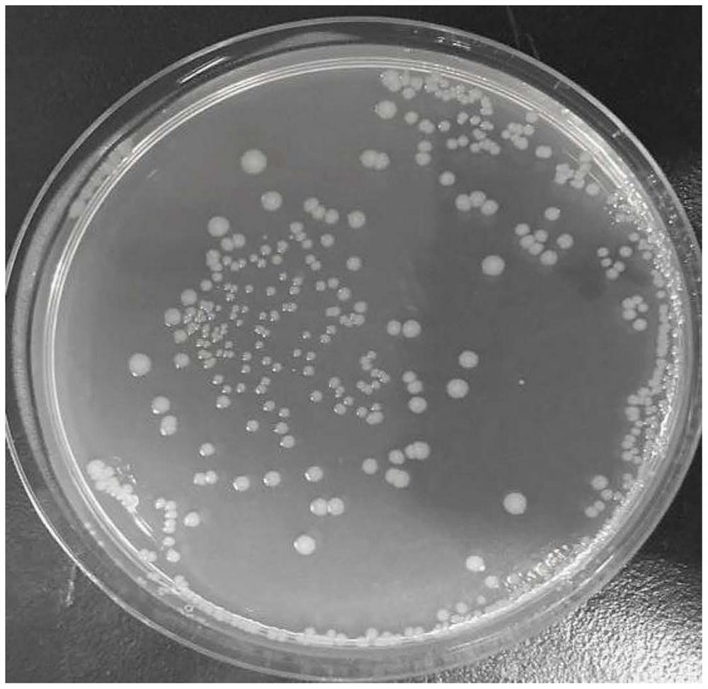 Sodium lauroyl sarcosine-glycylglycine compound and composite oil displacement agent