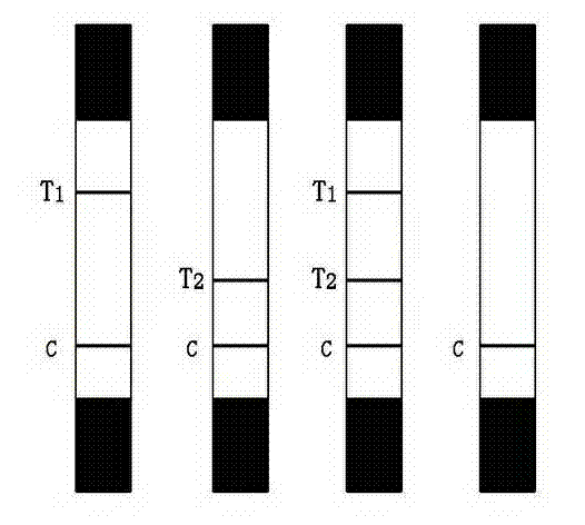 Acquired immune deficiency syndrome virus and treponema pallidum fusion protein as well as preparation method and application thereof