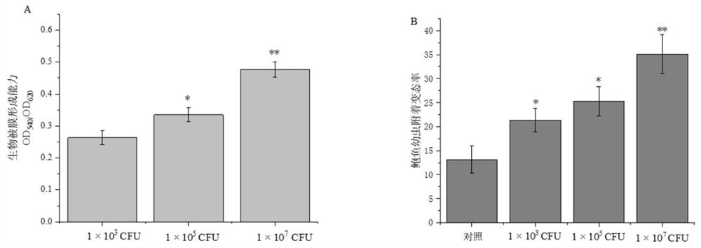 Strain for promoting attachment and metamorphosis of shellfish larvae and application