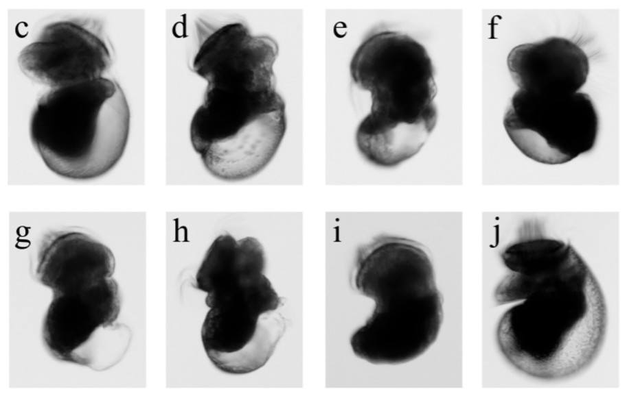 Strain for promoting attachment and metamorphosis of shellfish larvae and application