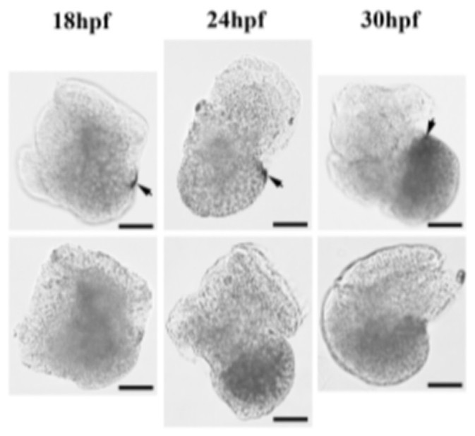 Strain for promoting attachment and metamorphosis of shellfish larvae and application