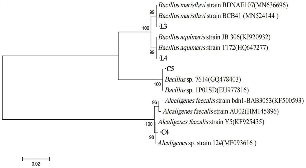 Complex microbial inoculant and remediation of petroleum-chlorophenol combined pollution environment by using complex microbial inoculant