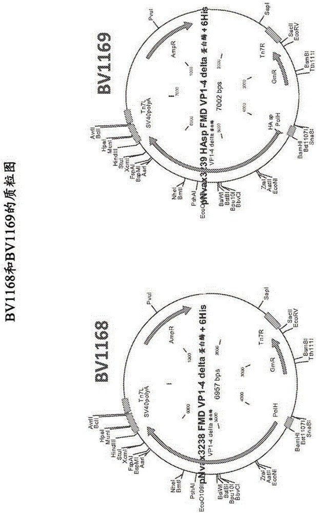 Enhanced expression of picornavirus proteins