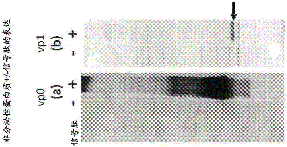 Enhanced expression of picornavirus proteins