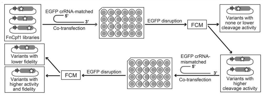 Gene editing tool formed by mutant with high activity, preparation method and method for repairing congenital retinopathy disease-causing gene