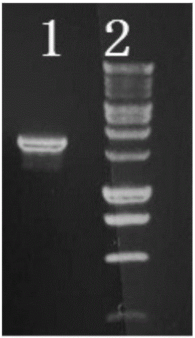 EpCAM-specific chimeric antigen receptor and encoding gene and application thereof