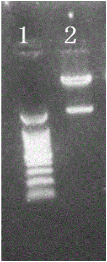 EpCAM-specific chimeric antigen receptor and encoding gene and application thereof